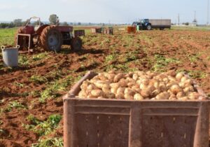 Patates üreticileri fahiş fiyatlardan şikayetçi