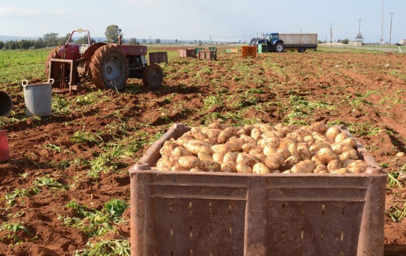 Patates üreticileri fahiş fiyatlardan şikayetçi