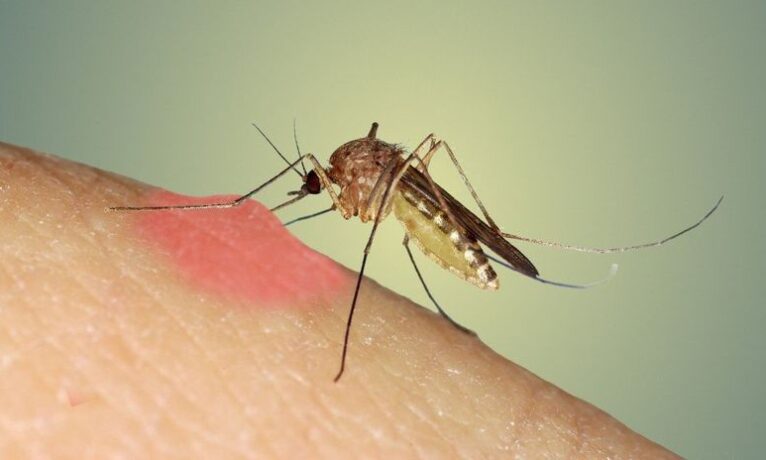 Sivrisinek mücadelesinde kimyasal ilaç alarmı: Sağlık Bakanlığı ve İskele Belediyesi odağında skandal iddialar