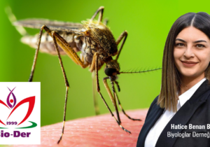 Biyologlar kimyasal ilaçlamaya karşı seslerini yükseltiyor