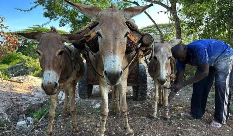 Tek bir ilaç için her yıl milyonlarca eşek öldürülüyor