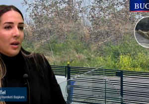 Yeşil Barış Hareketinden halka çağrı: “Çam kese böceği fotoğraflarını lütfen bakana da gönderin”