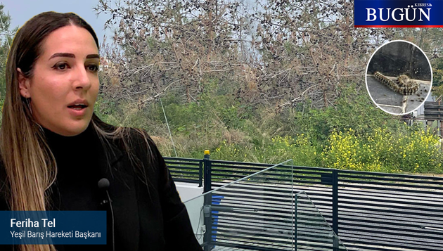 Yeşil Barış Hareketinden halka çağrı: “Çam kese böceği fotoğraflarını lütfen bakana da gönderin”