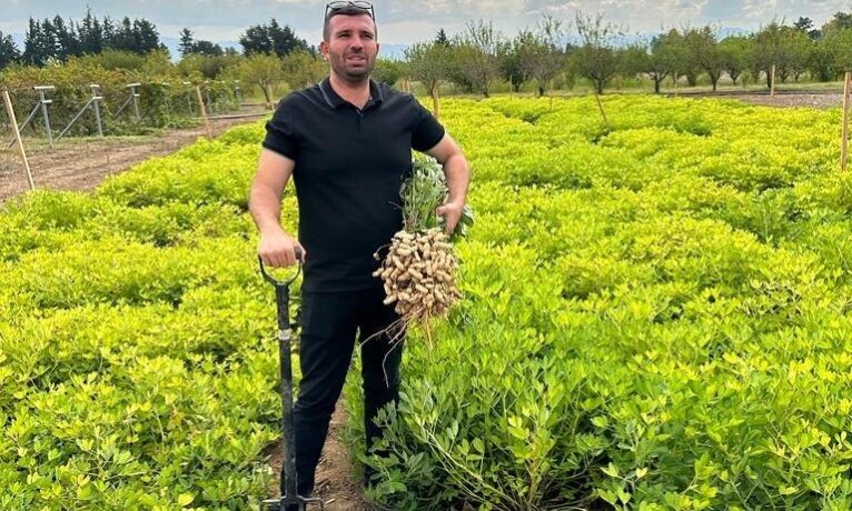 Tarımda yer fıstığı üretimine geri dönüş: Denemeler umut verici