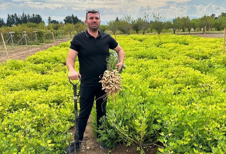 Tarımda yer fıstığı üretimine geri dönüş: Denemeler umut verici