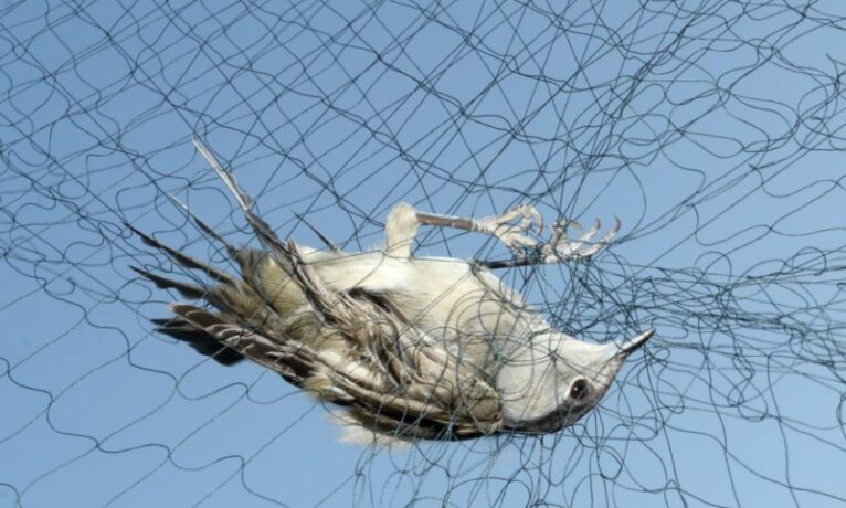 STK raporu, Kıbrıs’taki kuş katliamını gözler önüne serdi