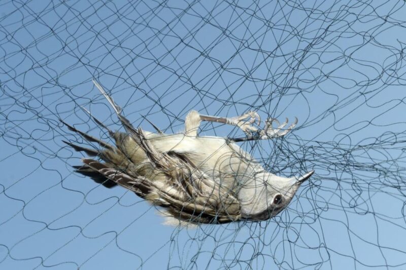 STK raporu, Kıbrıs’taki kuş katliamını gözler önüne serdi