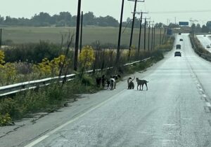 Güzelyurt Hayvanları Koruma Derneği köpeklerin sürü halinde yola atılmasına tepki gösterdi