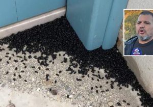 “Siyah böcekler iklim değişikliğinin etkisi”