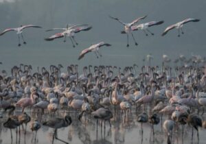Mumbai’de uçağın çarpması sonucu onlarca flamingo öldü