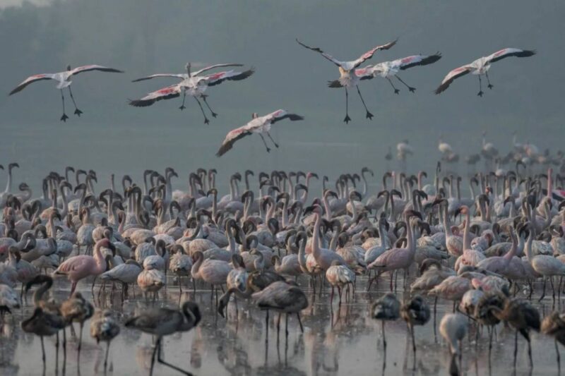 Mumbai’de uçağın çarpması sonucu onlarca flamingo öldü