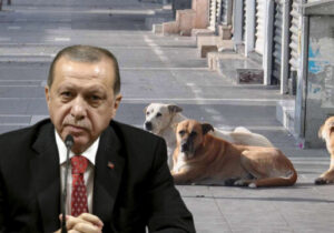 Erdoğan’dan sokak hayvanları ile ilgili açıklama