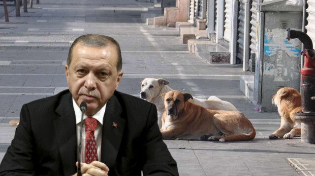 Erdoğan’dan sokak hayvanları ile ilgili açıklama