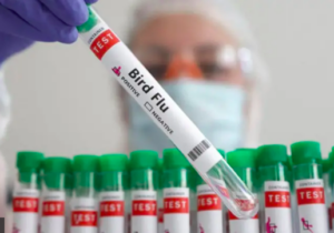 H5N2: Kuş gribi türüyle bağlantılı ilk insan ölümü Meksika’da kaydedildi