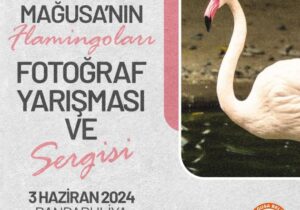 “Mağusa’nın Flamingoları’’ Fotoğraf Yarışması Sergisi 3 Haziran’da Bandabuliya’da açılıyor