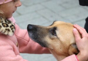 Rusya Anayasa Mahkemesi: Sokak hayvanlarına sadece insanlara direkt tehdit oluşturuyorlarsa ötanazi yapılabilir