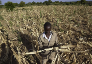 Güney Afrika’da aileler kızlarını yiyecek karşılığında evlendiriyor