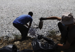 Yunanistan’ın binlerce ölü balık nedeniyle olağanüstü hal ilan edildi