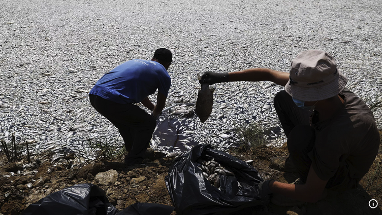 Yunanistan’ın binlerce ölü balık nedeniyle olağanüstü hal ilan edildi