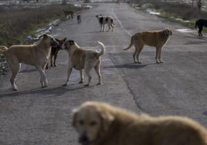 AKP eski milletvekili Şamil Tayyar Erdoğan’a seslendi: “Türkiye’nin her yerinde köpek avı başladı, Allah rızası için bu zulmü durdurun”