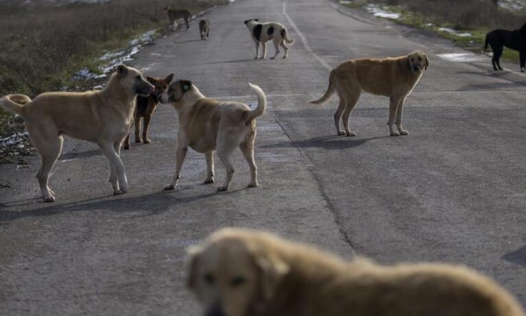 AKP eski milletvekili Şamil Tayyar Erdoğan’a seslendi: “Türkiye’nin her yerinde köpek avı başladı, Allah rızası için bu zulmü durdurun”