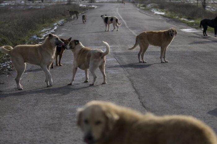 AKP eski milletvekili Şamil Tayyar Erdoğan’a seslendi: “Türkiye’nin her yerinde köpek avı başladı, Allah rızası için bu zulmü durdurun”