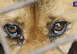 “Ceza Yasası’na evet de!” | Hayvan hakları için imza kampanyası başlatıldı