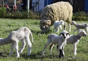 Hellim üretimi için küçükbaş hayvan ithalatı yapılacak