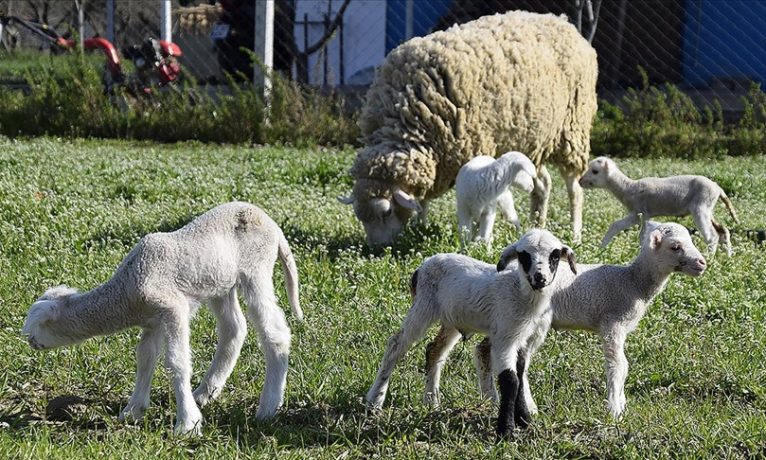 Hellim üretimi için küçükbaş hayvan ithalatı yapılacak