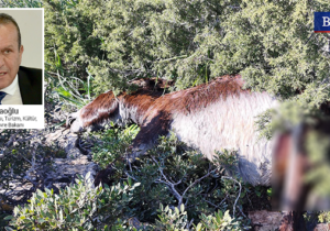 Ataoğlu: “Karpaz’da yaşanan vahşet kabul edilemez”