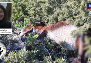 “Faili cezasız kalan her hayvan cinayeti, yeni ve daha sapkın faillerin ortaya çıkmasına neden oluyor!”