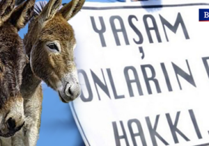 Karpaz’daki katliam sebebiyle eylem çağrısı yapıldı: Öldürülen eşeklerin kanı ellerinizdedir, Meclis göreve!