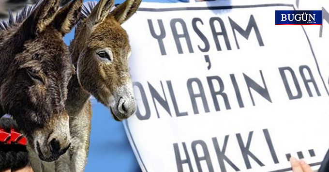 Karpaz’daki katliam sebebiyle eylem çağrısı yapıldı: Öldürülen eşeklerin kanı ellerinizdedir, Meclis göreve!