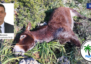 İskele Esnaf ve Zanaatkarlar Birliği: Eşek katliamı toplumun vicdanına ağır bir darbe vurdu!