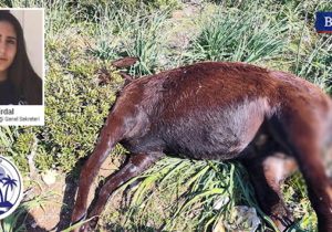İskele Gençlik Derneği: Bu katliam sadece hayvan hakları ihlali değil, toplumsal çürümenin göstergesidir!
