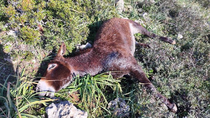 Karpaz’daki eşek katliamıyla ilgili 4 kişi tutuklandı