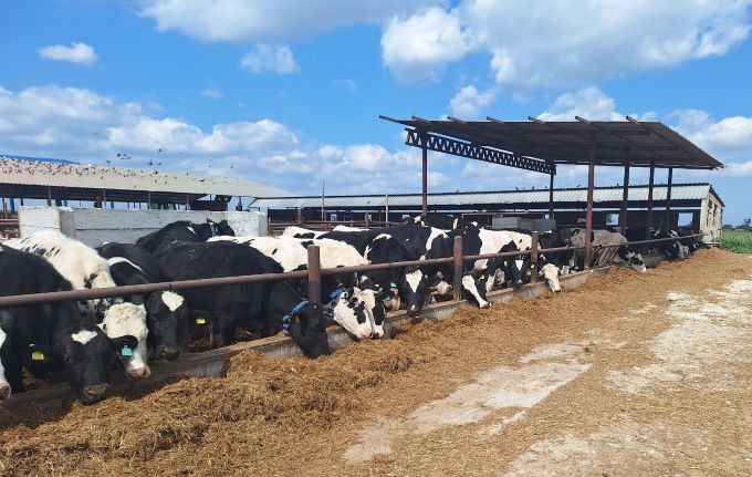 Veteriner Dairesi’nden gıda denetimi: Sahte tereyağına işlem, bir işletmeye kapatma