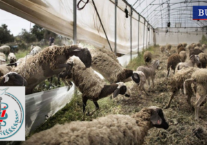 Veterinerler koyun-keçi çiçeği hastalığı konusunda uyardı: Acil önlem ve destek gerekiyor!