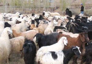 Değirmenlik ve İskele’de koyun-keçi çiçek hastalığı: Karantina ve acil aşılama başlatılıyor