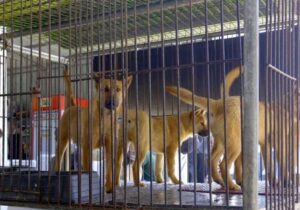Güney Kore köpek etini yasakladı, kalan köpekler tartışma konusu