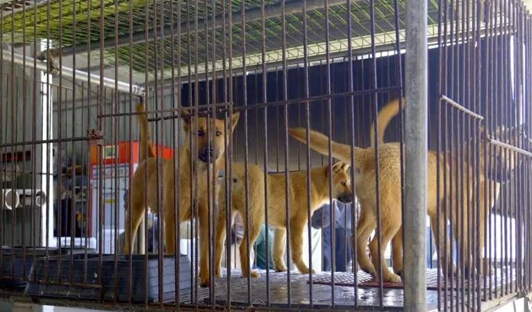 Güney Kore köpek etini yasakladı, kalan köpekler tartışma konusu