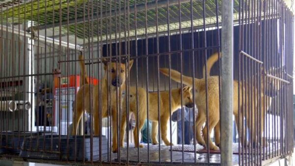 Güney Kore köpek etini yasakladı, kalan köpekler tartışma konusu