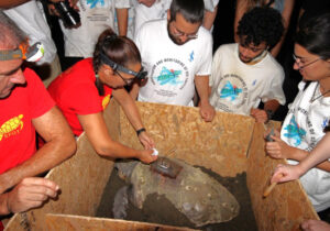 Akdeniz yolculukları başlıyor: İki Caretta Caretta’ya uydu vericisi takıldı