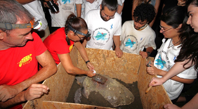 Akdeniz yolculukları başlıyor: İki Caretta Caretta’ya uydu vericisi takıldı