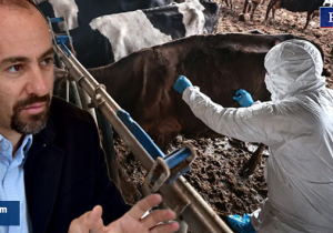 Narenciyeyi bitirdiler, hellim alarm veriyor | AB hibe etti, Tarım Bakanlığı karantina laboratuvarını kurmadı