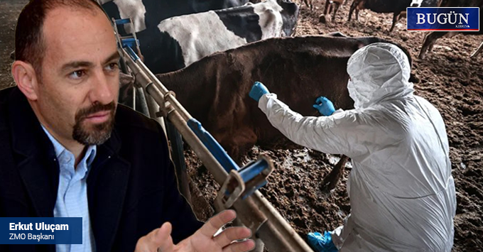 Narenciyeyi bitirdiler, hellim alarm veriyor | AB hibe etti, Tarım Bakanlığı karantina laboratuvarını kurmadı