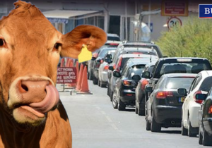 Şap Alarmı: Geçiş noktalarına 24 saatlik dezenfeksiyon nöbeti