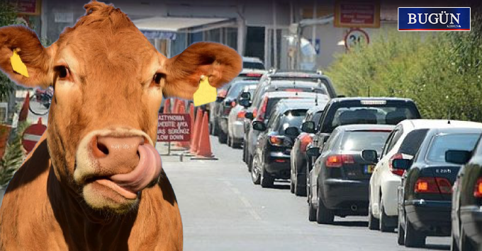 Şap Alarmı: Geçiş noktalarına 24 saatlik dezenfeksiyon nöbeti