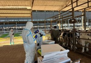 Şap hastalığıyla mücadelede 69 işletmede 7 bin 700 büyükbaş hayvan aşılandı