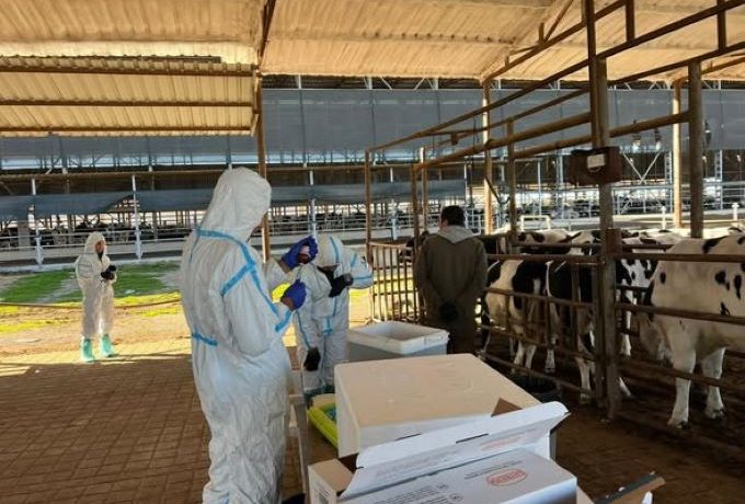 Şap hastalığıyla mücadelede 69 işletmede 7 bin 700 büyükbaş hayvan aşılandı